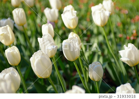 White tulips in the park with sunset sunlight White tulips in the park with sunset sunlight 31933018