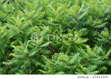 Tree of heaven Tree of heaven 31933305