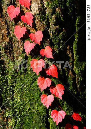 ツタ紅葉の写真素材