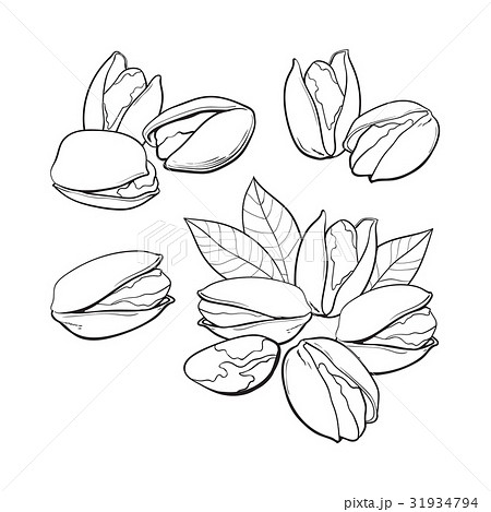 Set of hand drawn pistachio nuts, single and Set of hand drawn pistachio nuts, single and 31934794