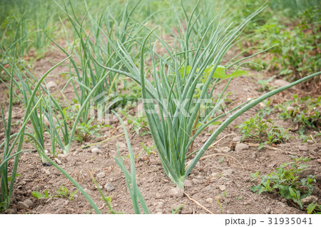 closeup of onion alignment in a field closeup of onion alignment in a field 31935041