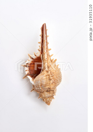 Beautiful sea shell, white backround. Beautiful sea shell, white backround. 31935110