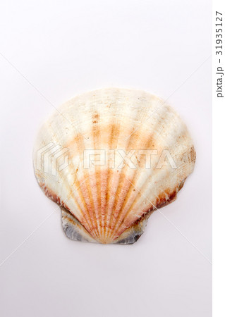 Aquatic natural sea shell. Aquatic natural sea shell. 31935127