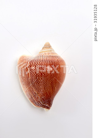 Beautiful image of brown sea shell. Beautiful image of brown sea shell. 31935128