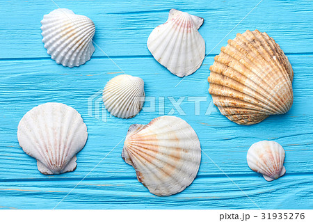 Several sea shells close up. 31935276
