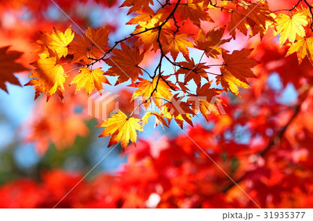 モミジ紅葉 31935377