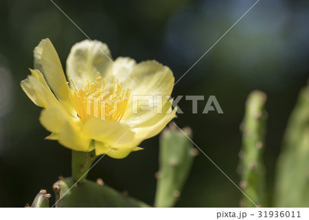 ウチワサボテンの花 ウチワサボテンの花 31936011