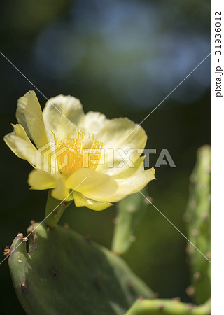 ウチワサボテンの花 ウチワサボテンの花 31936012
