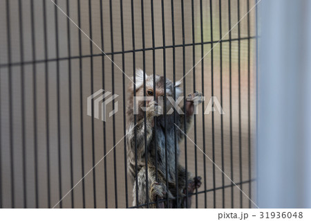 コモンマーモセット 動物園 コモンマーモセット 動物園 31936048