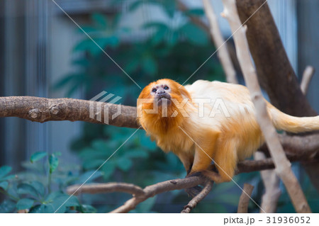 ゴールデンライオンタマリン　動物園 31936052