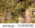 トゲアリ 31936082
