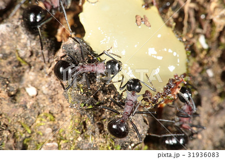 トゲアリ 31936083