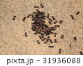 群がるアリ　クロクサアリ 31936088