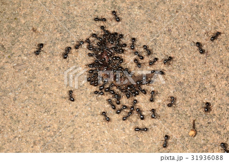 群がるアリ　クロクサアリ 31936088