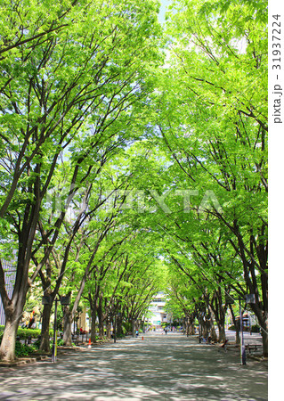 馬事公苑のケヤキ並木 31937224