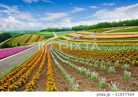 Biei flowers garden on hill,sapporo ,hokkaido Biei flowers garden on hill,sapporo ,hokkaido 31937564