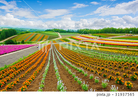 Biei flowers garden on hill, sapporo ,hokkaido Biei flowers garden on hill, sapporo ,hokkaido 31937565