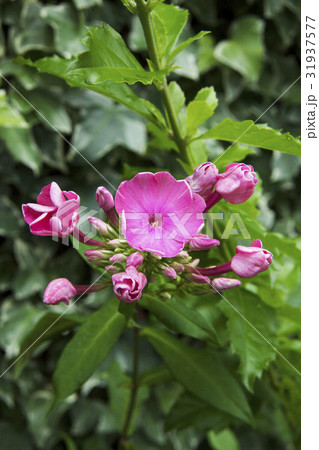 フロックス フロックス 31937577