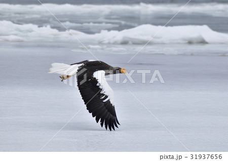 氷上を飛ぶオオワシ 氷上を飛ぶオオワシ 31937656