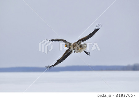 氷上のドッグファイト 31937657