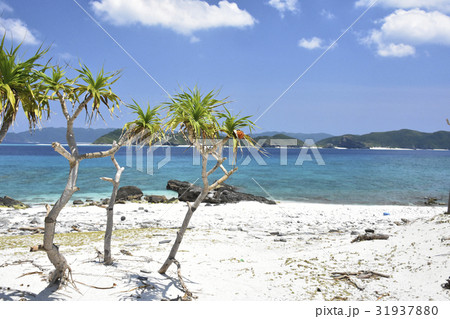 安慶名敷島 安慶名敷島 31937880