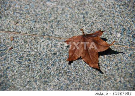 楓 カエデ メープル 31937985