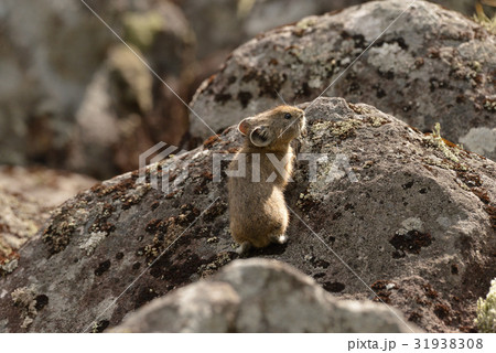 然別湖の「ナキウサギ」 然別湖の「ナキウサギ」 31938308