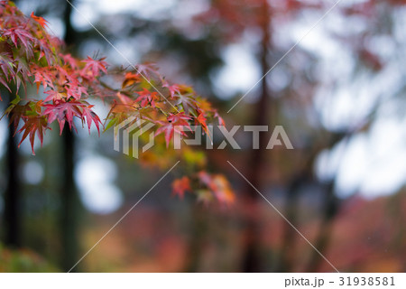 雨の中の紅葉 31938581
