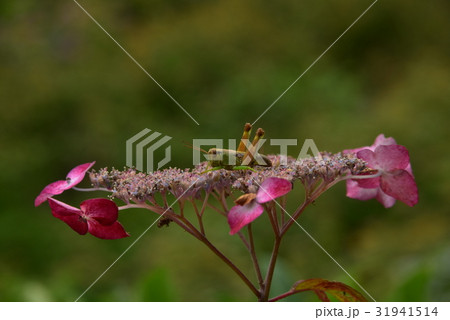 額アジサイとトノサマバッタ 額アジサイとトノサマバッタ 31941514