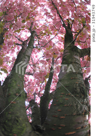 cherry flowers background 31943749
