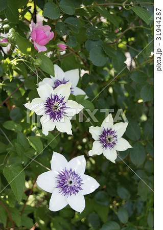 クレマチス　テッセン 31944287