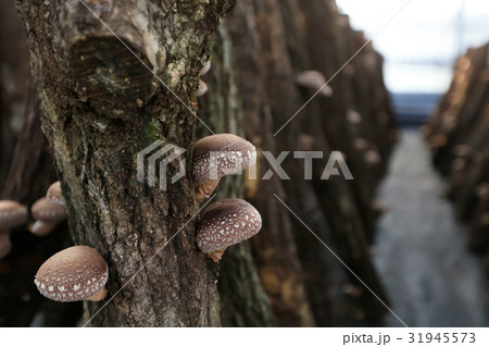 高知県産 四万十の原木椎茸 高知県産 四万十の原木椎茸 31945573