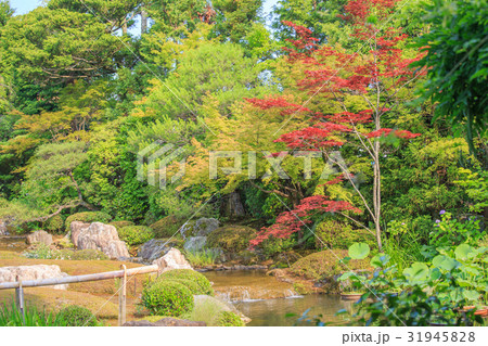 京都・妙心寺退蔵院の庭園 京都・妙心寺退蔵院の庭園 31945828