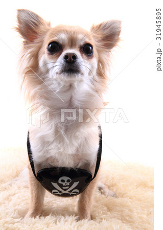 chihuahua as pirate chihuahua as pirate 31945895