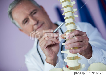 Physiotherapist examining a spine model Physiotherapist examining a spine model 31946972