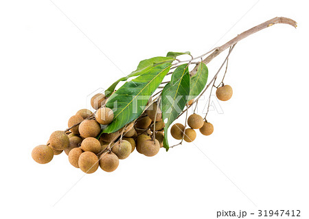 longan isolated on a white background 31947412