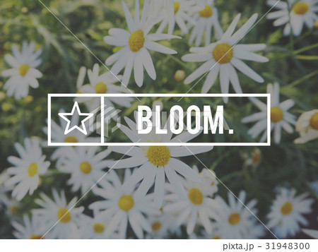 Blooming Botanic Flower Garden Nature Summer 31948300