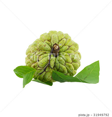 custard apple isolated on white background. 31949792