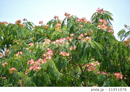 合歓の木 （ねむのき） 31951076