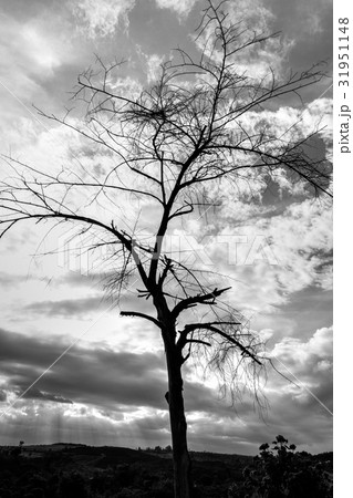 The dry branch of tree over the sky 31951148