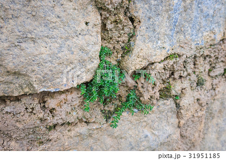 Tree growing in a stone wall Tree growing in a stone wall 31951185