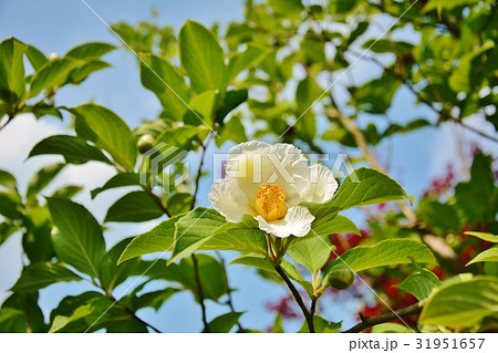夏に咲く白い沙羅の木の花の写真素材