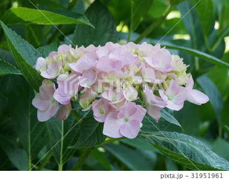 紫陽花 花びら桃色 03 紫陽花 花びら桃色 03 31951961