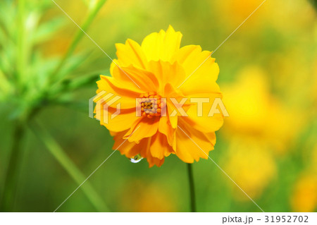 Yellow Marigolds flower Yellow Marigolds flower 31952702