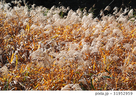 オギ群生 31952959