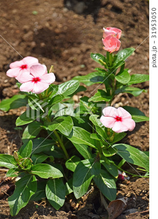 ニチニチソウ(日々草) ニチニチソウ(日々草) 31953050