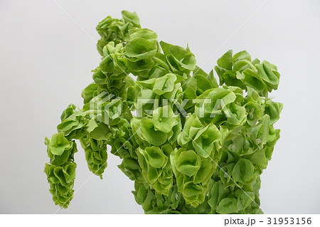 モルセラの切り花の写真素材