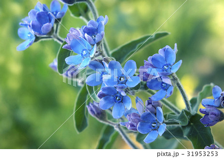 オキシペタルム 31953253