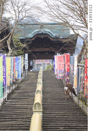 宮島 大本山大聖院にて(御成門と鹿) 宮島 大本山大聖院にて(御成門と鹿) 31953312