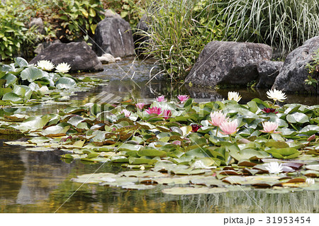 池に浮かぶ蓮の花 31953454